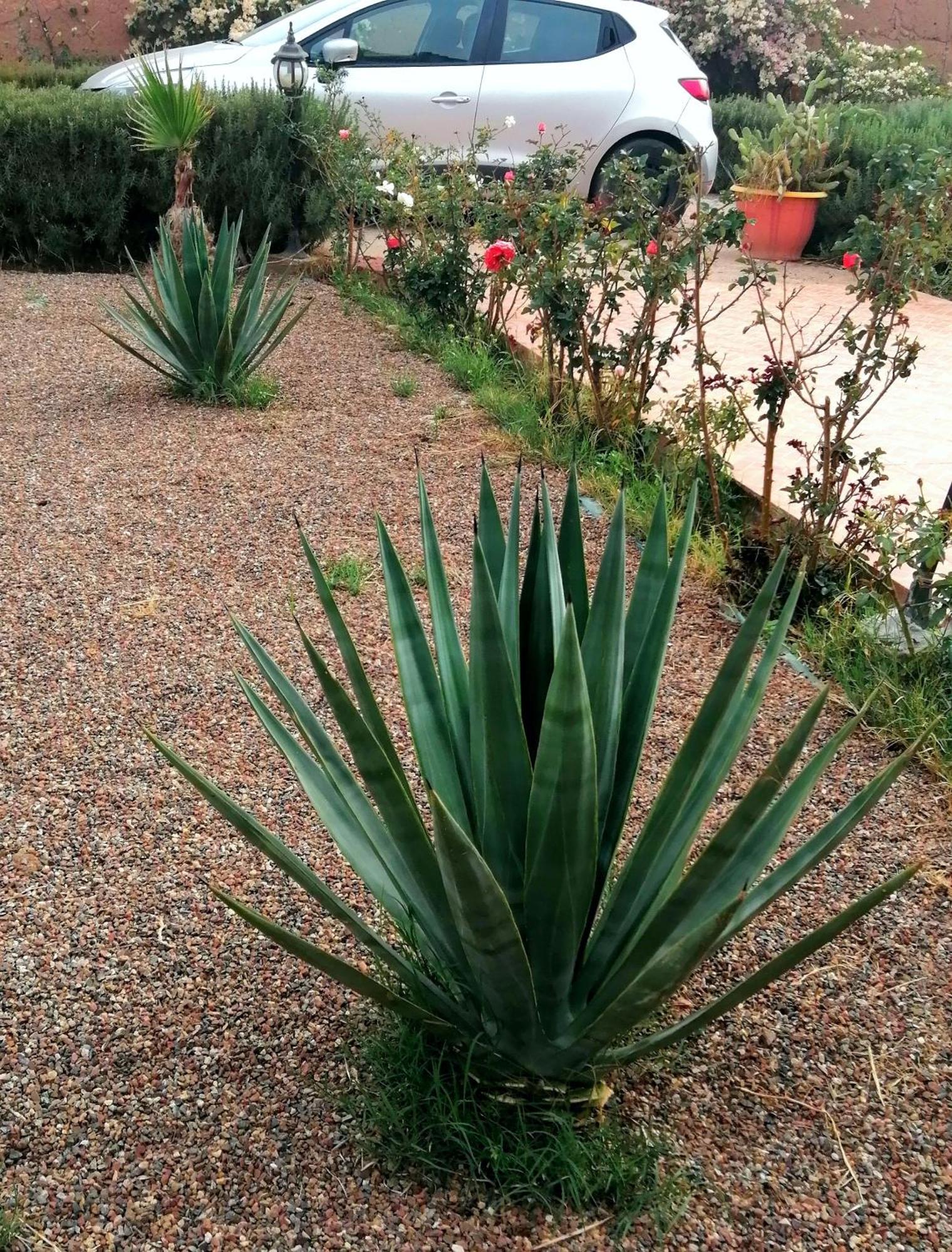Riad Darga Rouge Ouled Bouzid Phòng bức ảnh